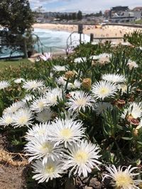Close-up of white flowering plants on field