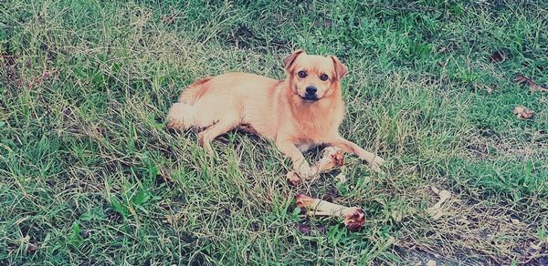 High angle view of dog on field