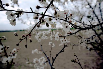 Close-up of cherry blossoms in spring