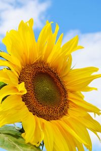 Close-up of sunflower