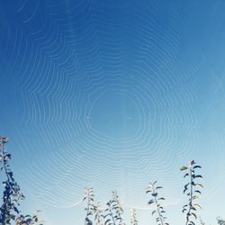 Low angle view of trees against blue sky