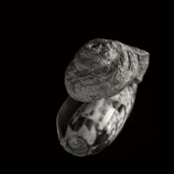 Close-up of shell against black background