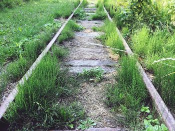 High angle view of plants growing on field