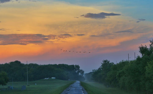 Birds flying over trees against sky during sunset