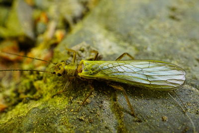 Close-up of insect