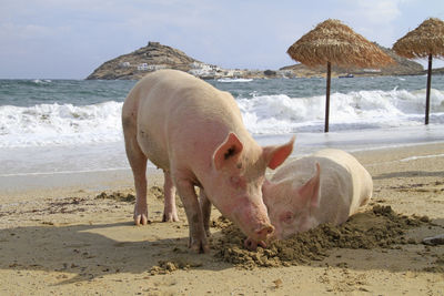 Two pigs relaxing at the beach - mykonos, greece