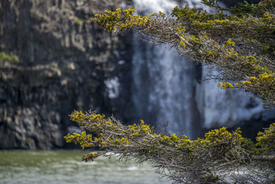 Scenic view of waterfall in forest