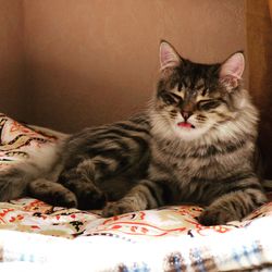 Cat on blanket