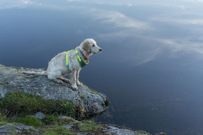 Dog looking away on rock