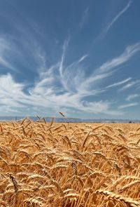 Scenic view of field against cloudy sky