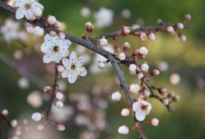 Close-up of cherry blossoms in spring