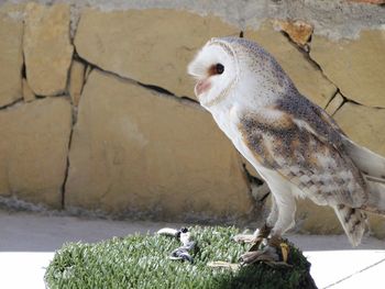 Close-up of bird standing on rock against wall