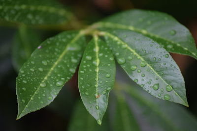 Close-up of raindrops on leaves