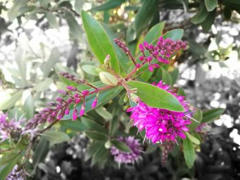 Close-up of pink flowers blooming on plant