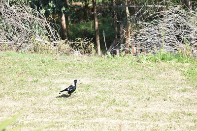 Bird perching on grass in forest