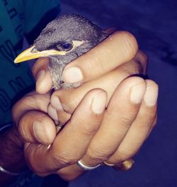 Close-up of a hand holding bird