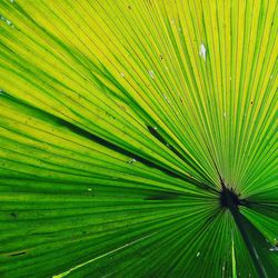 Full frame shot of palm leaf