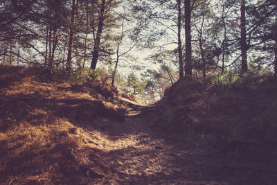 Trees in forest