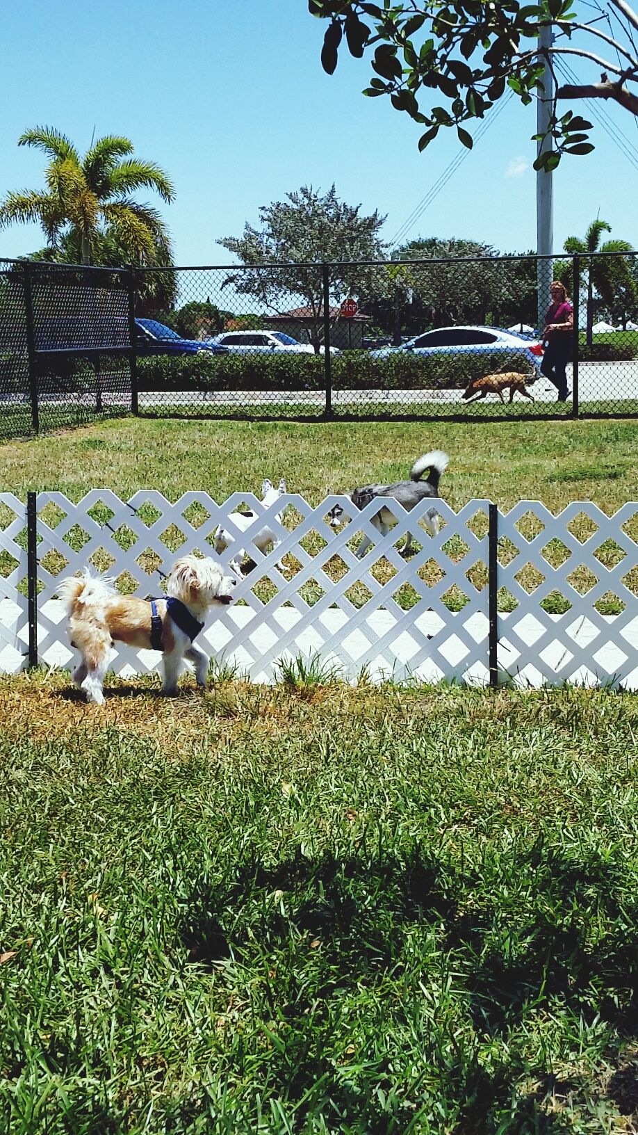 Gary B Jones Park for People and Pups