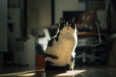 Cat looking away while sitting on floor at home