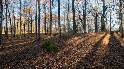Trees in forest during winter