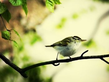 Bird perching on branch