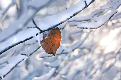 Close-up of frozen leaves covered with snow