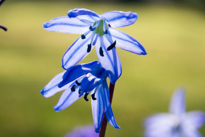 Close-up of purple iris flower