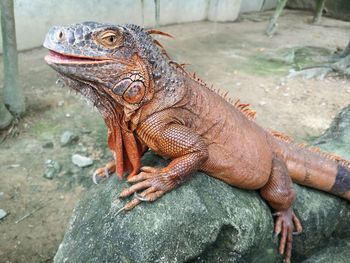 Close-up of lizard on rock