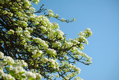 Low angle view of flowering tree against blue sky