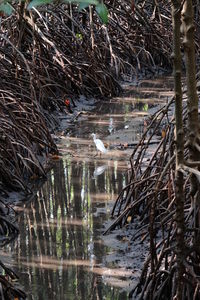 Stream flowing through forest