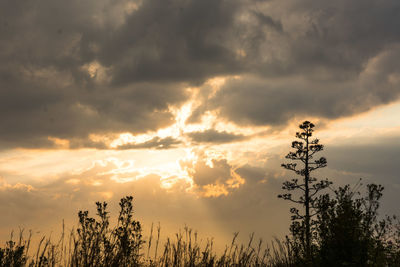 Low angle view of silhouette trees against sky during sunset