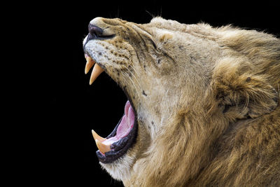 Close-up of lion yawning against black background
