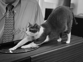 Close-up of cat relaxing on table