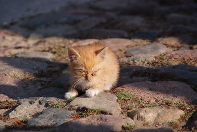 Cat sitting on rock