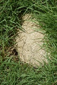 High angle view of plants on field