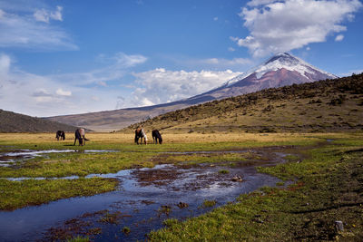 Scenic view of horses against blue sky