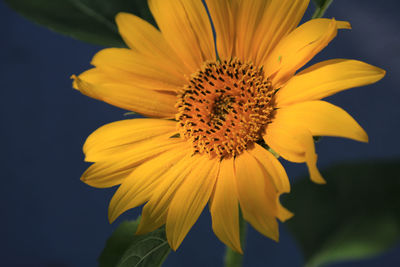 Close-up of yellow flower