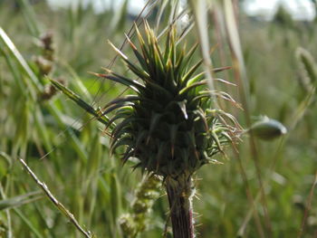Close-up of pine tree on field