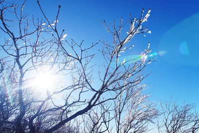 Low angle view of tree against sky