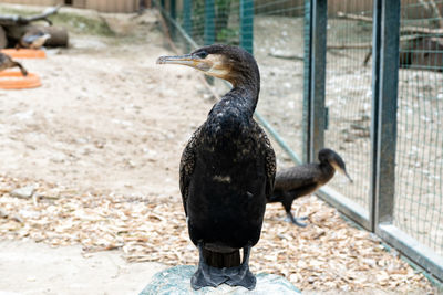 Close-up of a bird