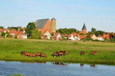 Horses in a building