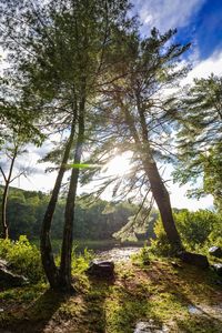Trees on landscape against sky