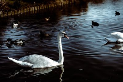 Swans swimming in lake