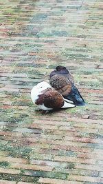 High angle view of bird