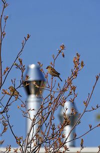 City sparrows