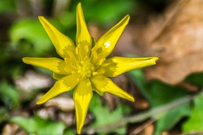 Close-up of wet yellow flower blooming outdoors