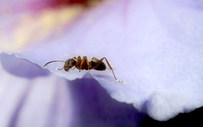 Ant on purple petal