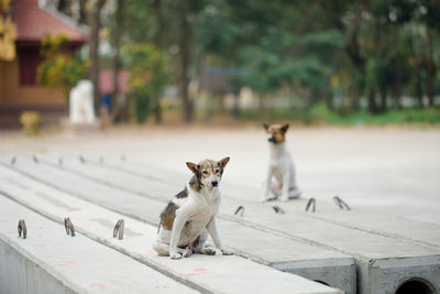 View of a dog on footpath