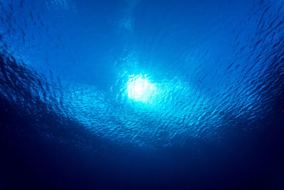 Low angle view of fish swimming in sea